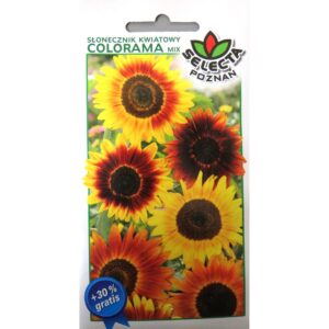 Selecta Słonecznik kwiatowy Colorama 1g + 30% Gratis
